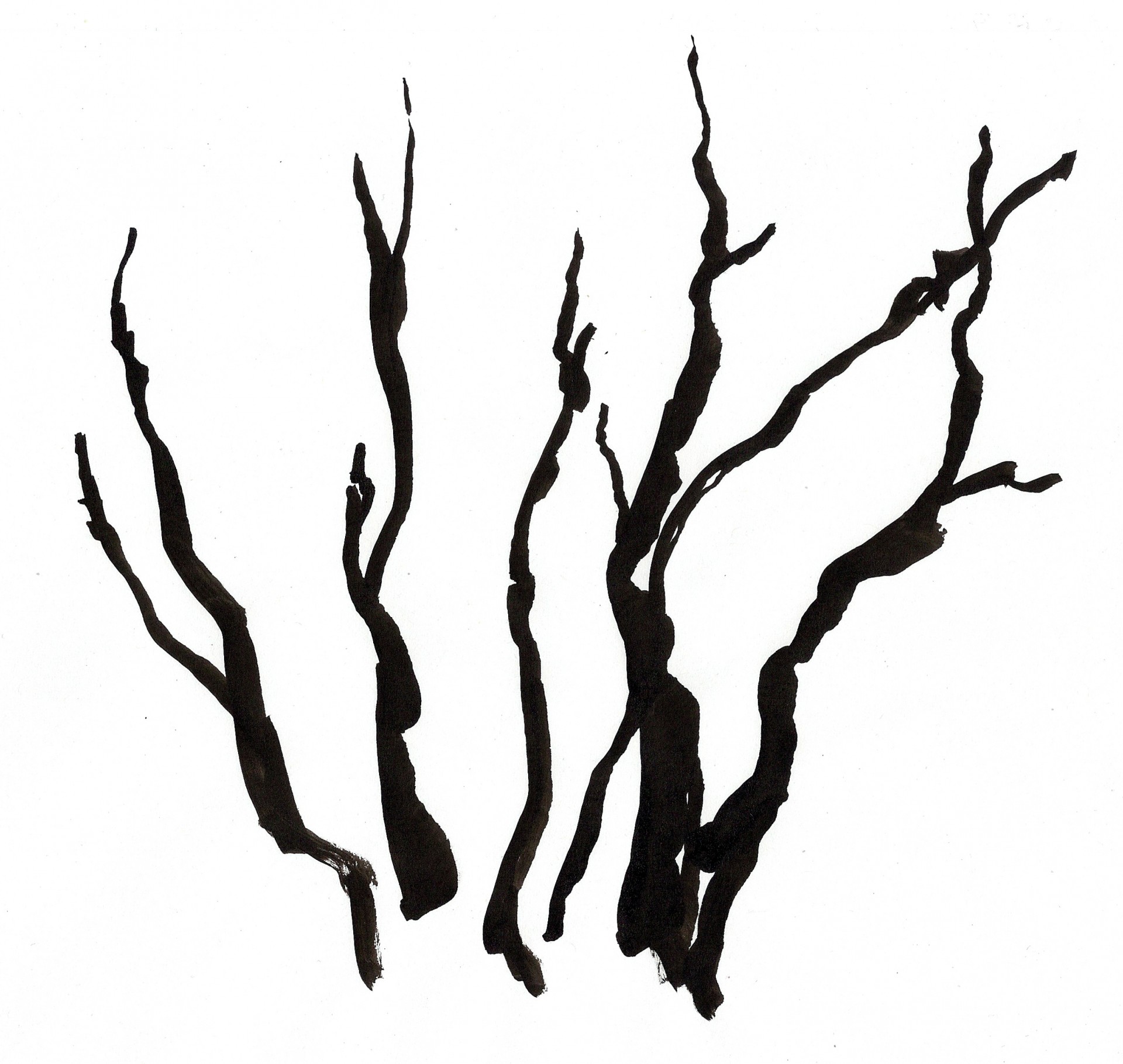 Jessica Minn Tree skeletons | Illustration